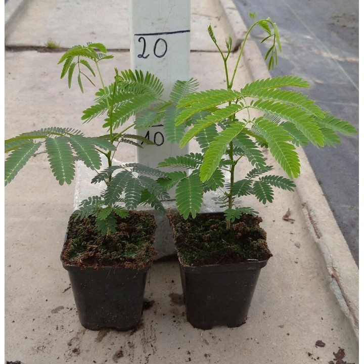 Albicja jedwabista (Albizia julibrissin) — miododajne sadzonki 30–40 cm w doniczce P9