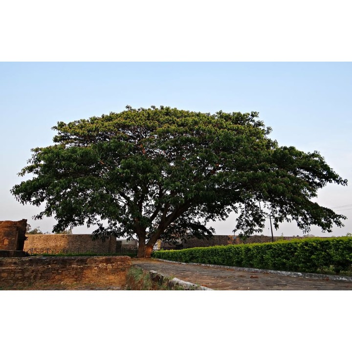 Albicja jedwabista - miododajne drzewko szczęścia 30–40 cm w doniczce P9