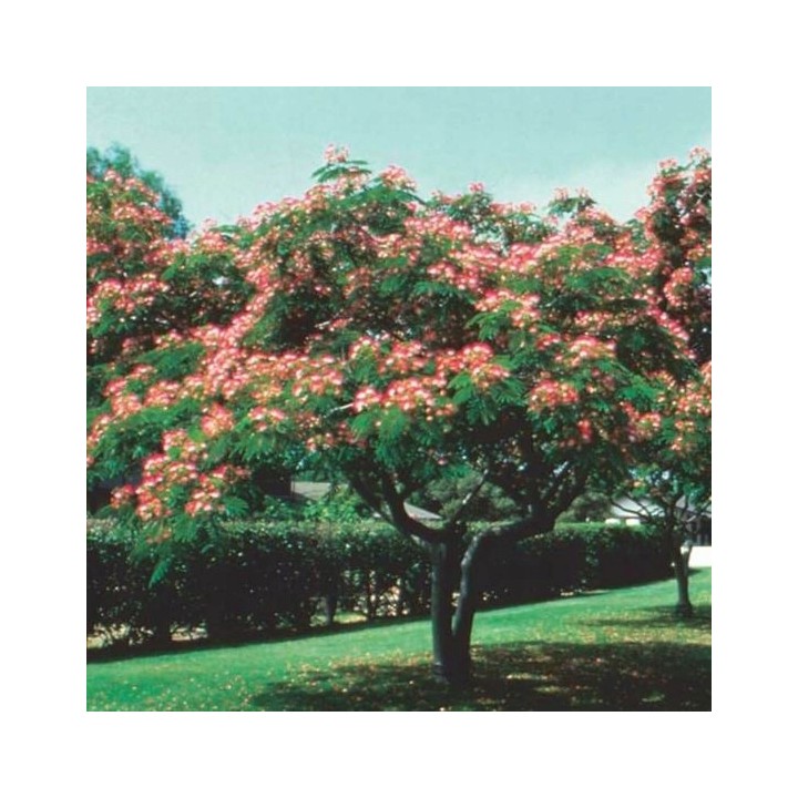 Albicja jedwabista (Albizia julibrissin) — miododajne sadzonki 30–40 cm w doniczce P9