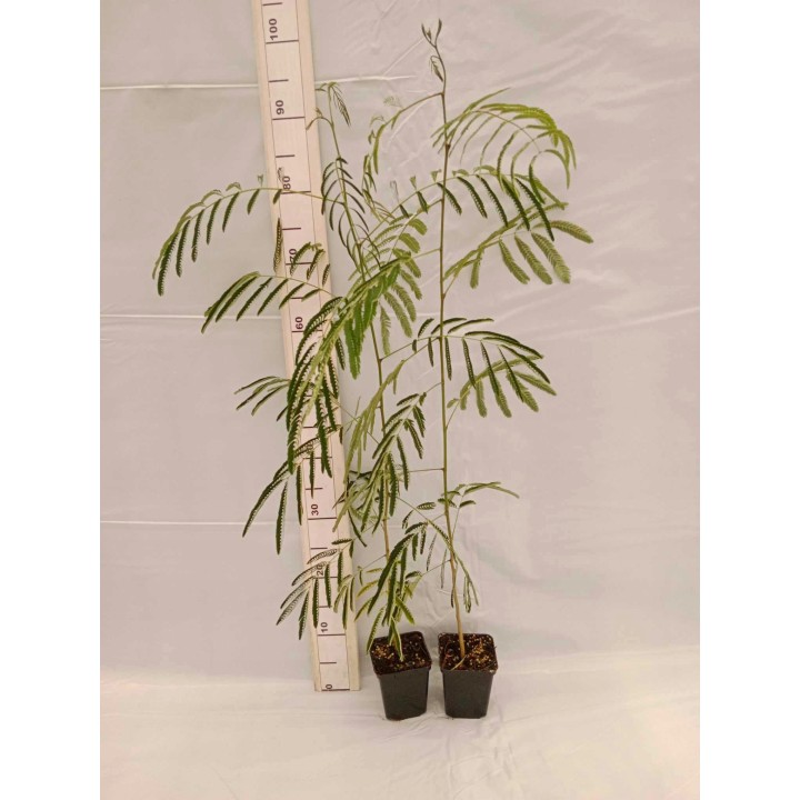 Albicja jedwabista 50–70 cm – miododajne, różowe kwiaty, rzadkie drzewko doniczkowe