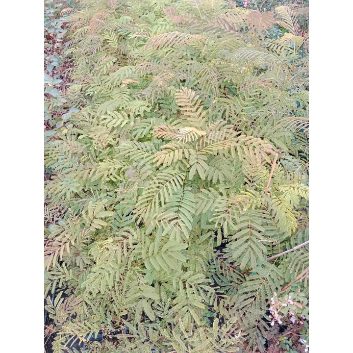 Albicja jedwabista 50–70 cm – miododajne, różowe kwiaty, rzadkie drzewko doniczkowe