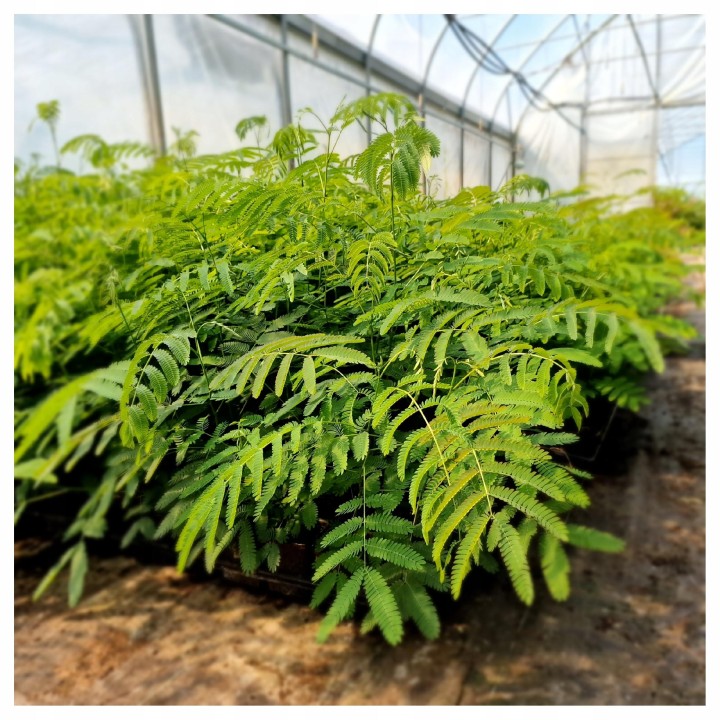 Albicja jedwabista (Albizia julibrissin) — miododajne sadzonki 20–30 cm, różowe kwiaty