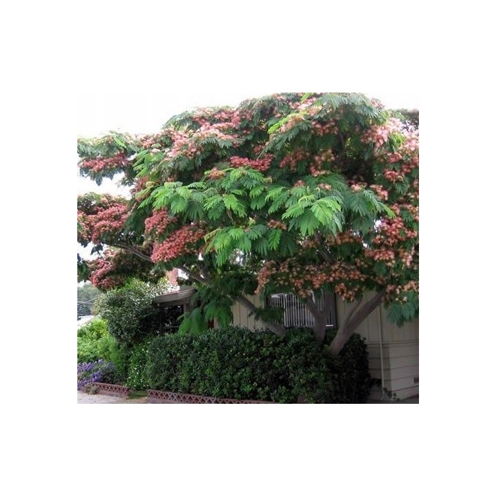 Albicja jedwabista 50–70 cm – miododajne, różowe kwiaty, rzadkie drzewko doniczkowe