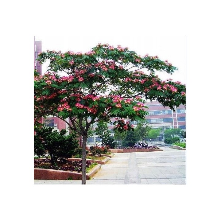 Albicja jedwabista (Albizia julibrissin) — miododajne sadzonki 20–30 cm, różowe kwiaty