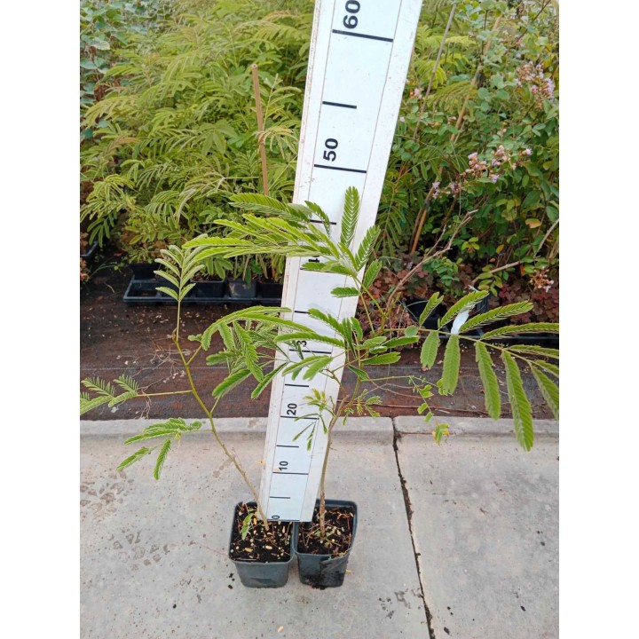 Albicja jedwabista (Albizia julibrissin) — miododajne sadzonki 20–30 cm, różowe kwiaty