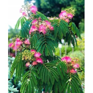 Albicja jedwabista (Albizia julibrissin) - miododajne drzewko 50–70 cm, sadzonka w doniczce P9