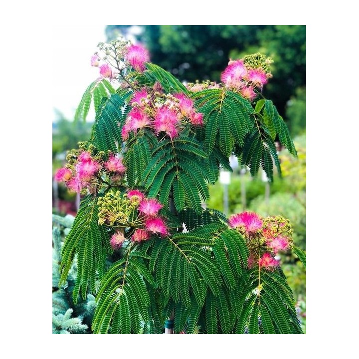 Albicja jedwabista (Albizia julibrissin) - miododajne drzewko 50–70 cm, sadzonka w doniczce P9