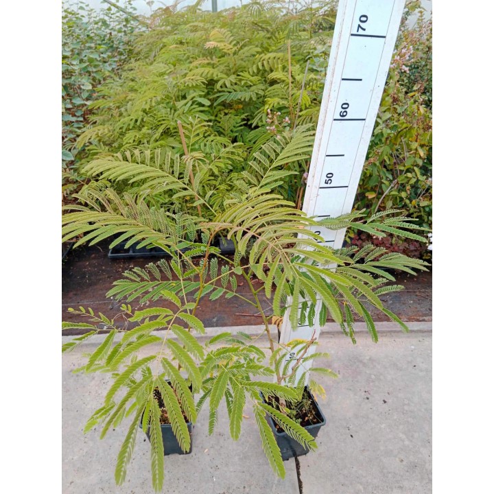Albicja jedwabista (Albizia julibrissin) — miododajne sadzonki 20–30 cm, różowe kwiaty