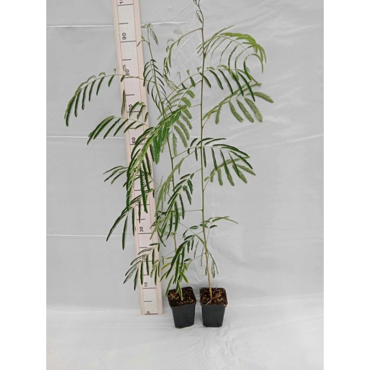 Albicja jedwabista (Albizia julibrissin) - miododajne drzewko 50–70 cm, sadzonka w doniczce P9