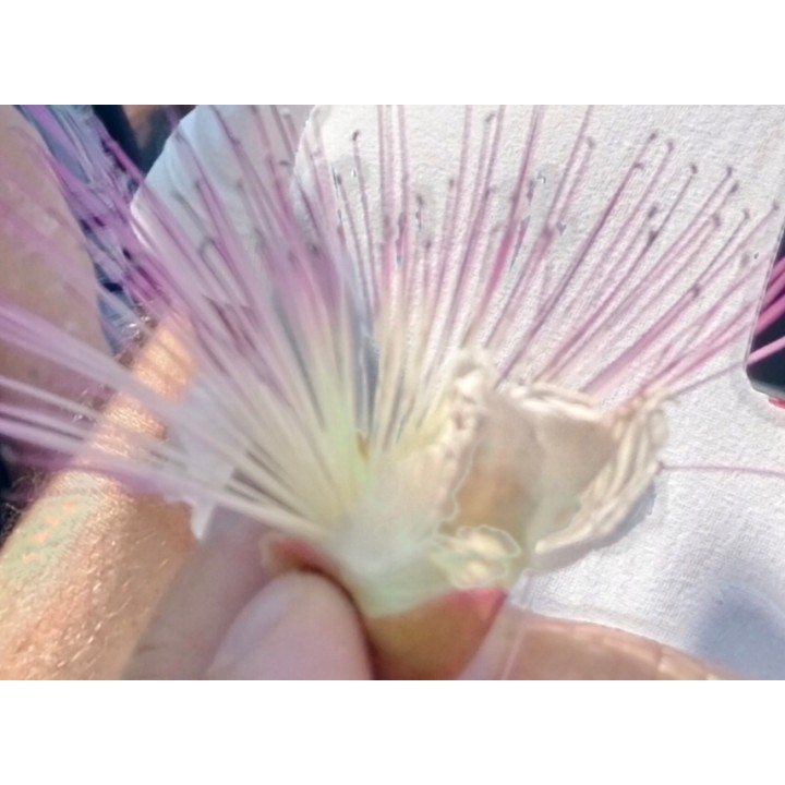 Albicja jedwabista (Albizia julibrissin) - miododajne drzewko 50–70 cm, sadzonka w doniczce P9