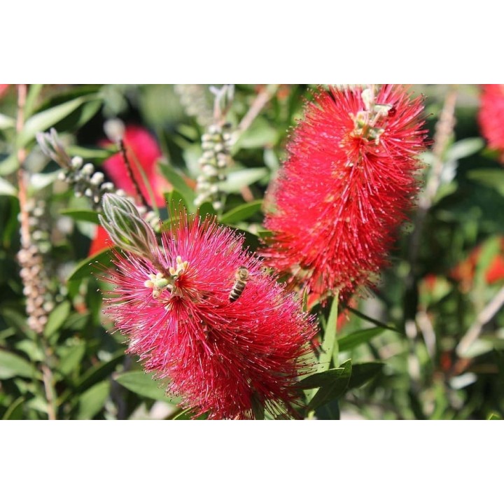 Albicja jedwabista (Albizia julibrissin) — miododajne sadzonki 20–30 cm, różowe kwiaty