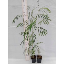 Albicja jedwabista Albizia julibrissin sadzonka 20-30 cm, P9 Śpiące Drzewko