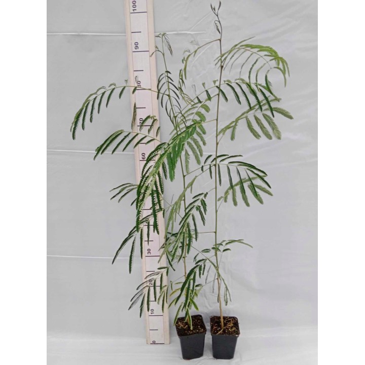 Albicja jedwabista (Albizia julibrissin) - miododajne drzewko 50–70 cm, sadzonka w doniczce P9