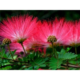 Albicja jedwabista (Albizia julibrissin) sadzonka P9 40-60 cm — miododajne, ozdobne drzewko