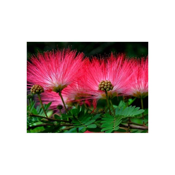 Albicja jedwabista (Albizia julibrissin) sadzonka P9 40-60 cm — miododajne, ozdobne drzewko