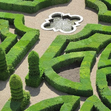 Grab zwyczajny Carpinus betulus sadzonki na żywopłot...