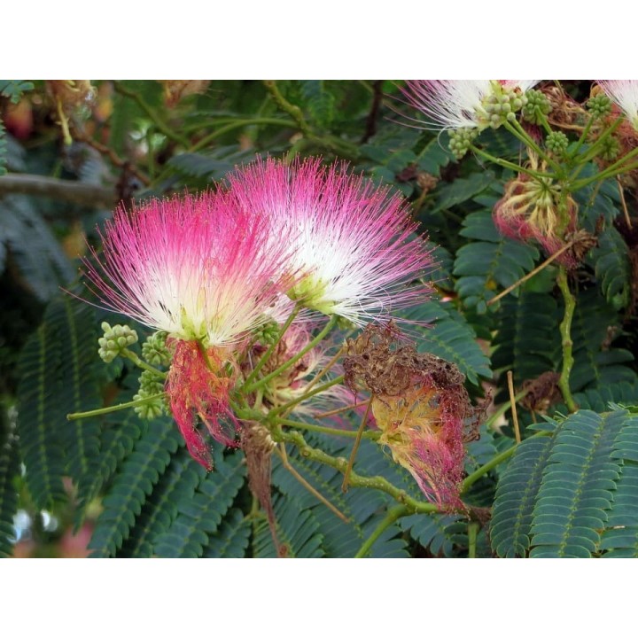 Albicja jedwabista (Albizia julibrissin) — miododajne sadzonki 20–30 cm, różowe kwiaty