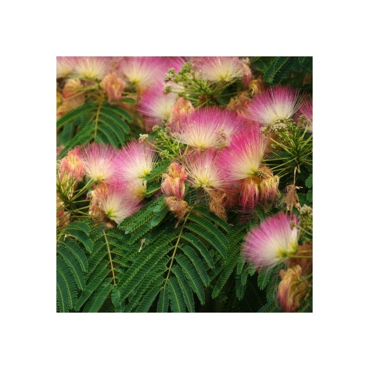 Albicja jedwabista (Albizia julibrissin) sadzonka P9 40-60 cm — miododajne, ozdobne drzewko