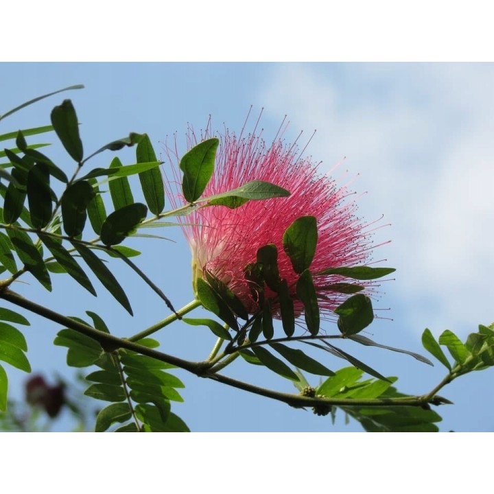 Albicja jedwabista (Albizia julibrissin) — miododajne sadzonki 20–30 cm, różowe kwiaty