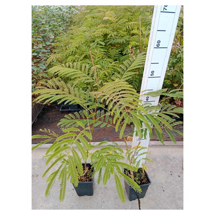 Albicja jedwabista (Albizia julibrissin) sadzonka P9 40-60 cm — miododajne, ozdobne drzewko