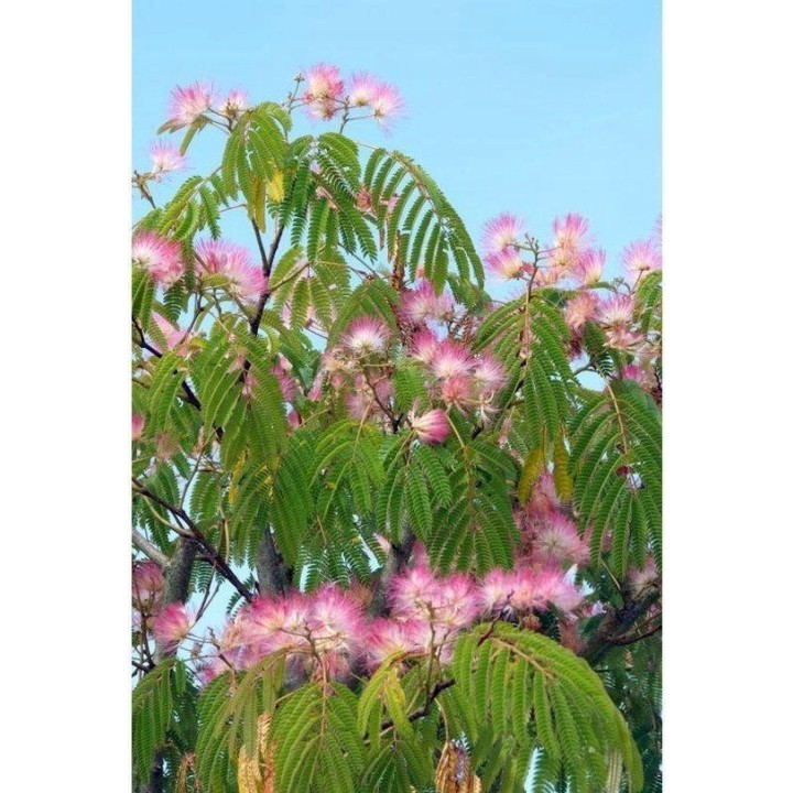 Albicja jedwabista (Albizia julibrissin) — miododajne sadzonki 20–30 cm, różowe kwiaty