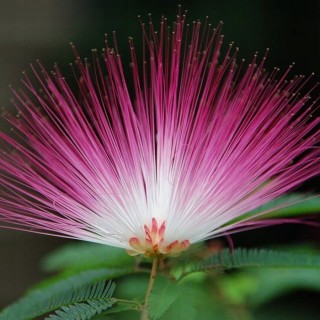 Albicja jedwabista (Albizja) sadzonka 40–60 cm — kwitnie nocą, miododajna, różowe kwiaty