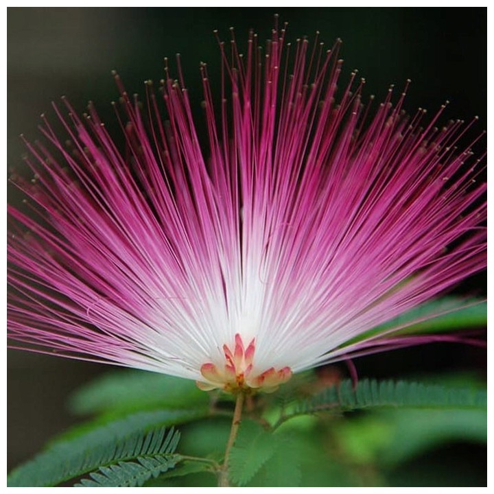 Albicja jedwabista (Albizja) sadzonka 40–60 cm — kwitnie nocą, miododajna, różowe kwiaty