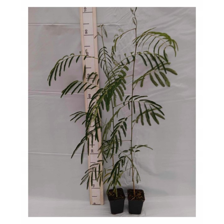 Albicja jedwabista (Albizja) sadzonka 40–60 cm — kwitnie nocą, miododajna, różowe kwiaty