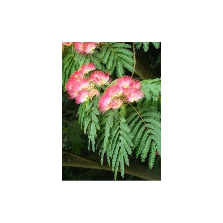 Albicja jedwabista (Albizia julibrissin) - miododajne drzewko 50–70 cm, sadzonka w doniczce P9