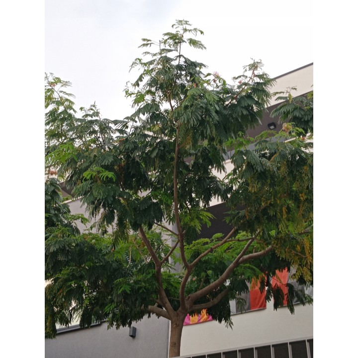Albicja jedwabista (Albizia julibrissin) sadzonka P9 40-60 cm — miododajne, ozdobne drzewko