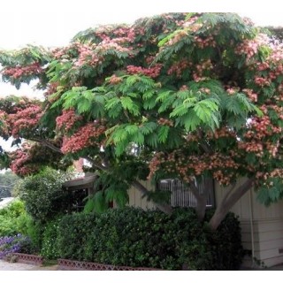 Albicja jedwabista 60–100 cm | Miododajna, różowe puszyste kwiaty – sadzonka P9