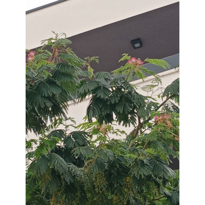 Albicja jedwabista (Albizia julibrissin) sadzonka P9 40-60 cm — miododajne, ozdobne drzewko