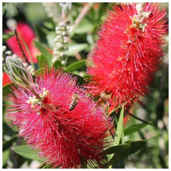 Albicja jedwabista 60–100 cm | Miododajna, różowe puszyste kwiaty – sadzonka P9