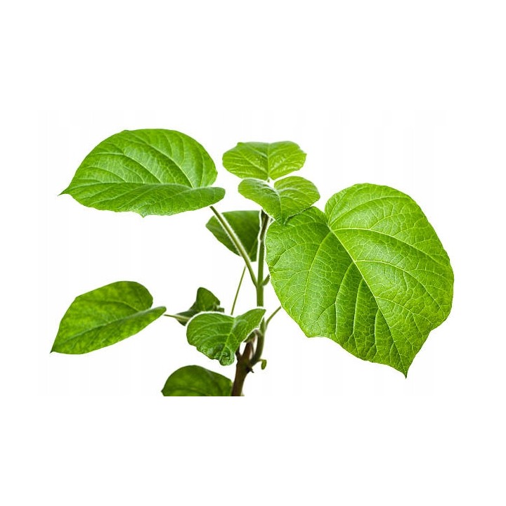 Paulownia Cesarska – Szybkorosnąca sadzonka 50–70 cm (P9) „Drzewo Tlenowe”