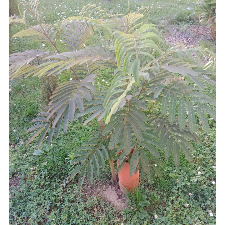 Albicja jedwabista (Albizia julibrissin) sadzonka P9 40-60 cm — miododajne, ozdobne drzewko