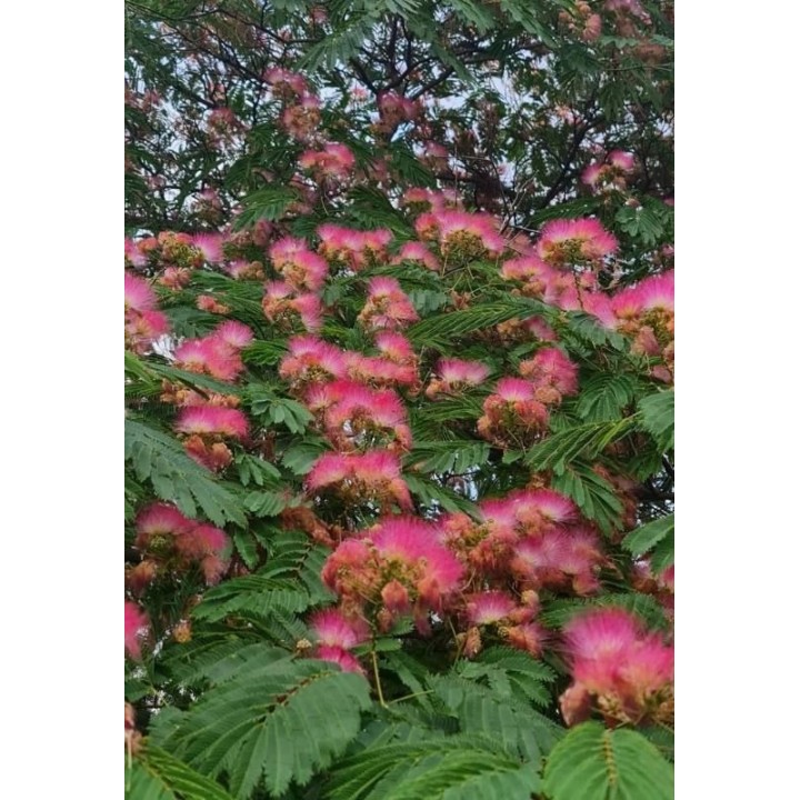 Albicja jedwabista (Albizia julibrissin) sadzonka P9 40-60 cm — miododajne, ozdobne drzewko
