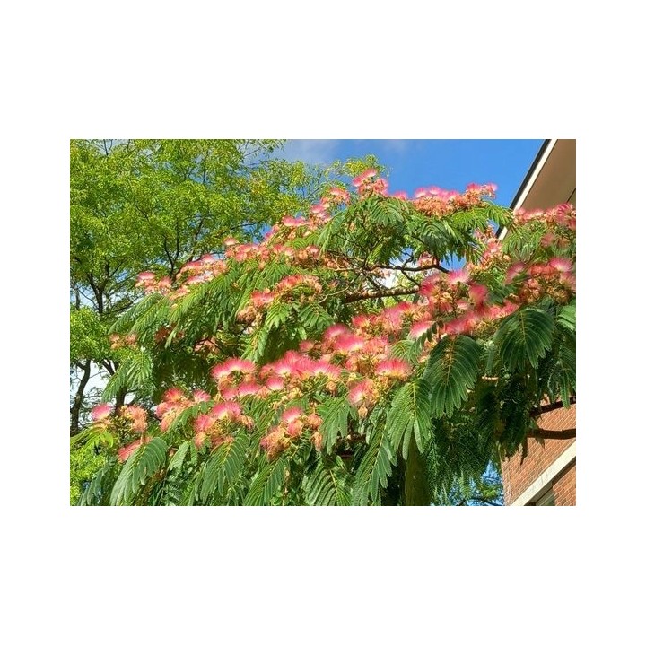 Albicja jedwabista 60–100 cm | Miododajna, różowe puszyste kwiaty – sadzonka P9