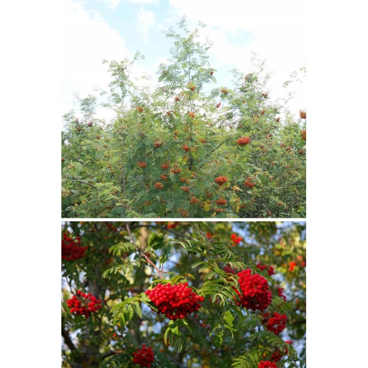 Jarząb pospolity (jarzębina) sadzonka 4–6 cm — trwałe drzewo miejskie, idealne do ogrodu