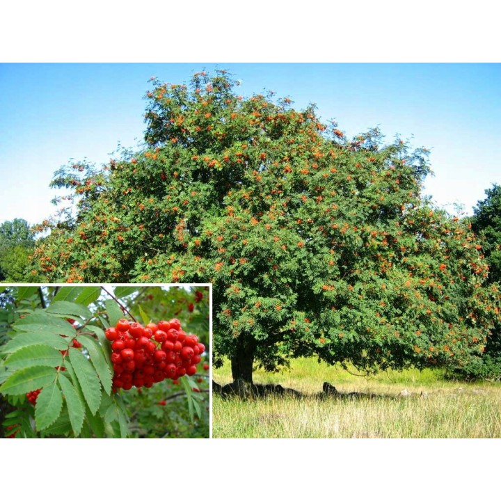 Jarząb pospolity (jarzębina) sadzonka 4–6 cm — trwałe drzewo miejskie, idealne do ogrodu