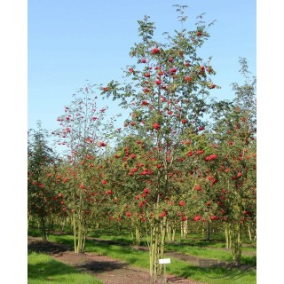 Okazały Jarząb Pospolity 12–14 cm – Dorodna Sadzonka do Ogrodu, Odbiór Osobisty