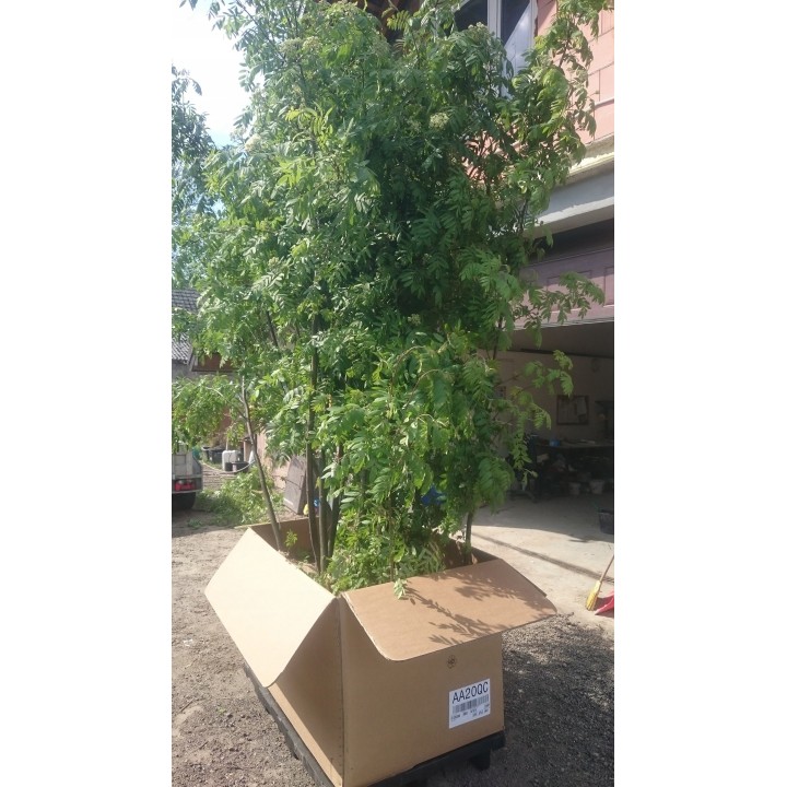 Okazały Jarząb Pospolity 12–14 cm – Dorodna Sadzonka do Ogrodu, Odbiór Osobisty