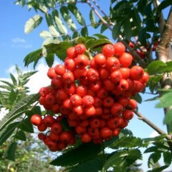 Jarząb pospolity (Sorbus aucuparia) sadzonka obwód 8-10 cm