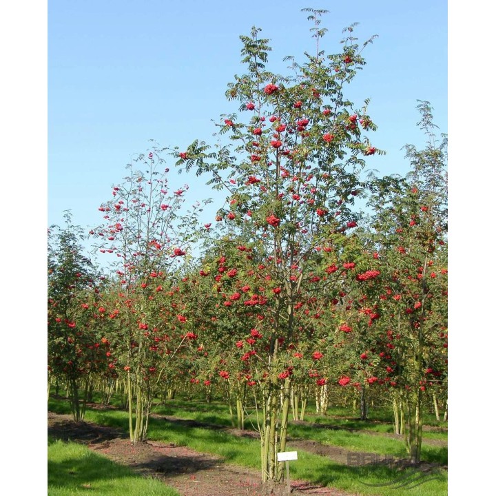 Jarząb pospolity 10–12 cm – zdrowa sadzonka ze szkółki, mrozoodporna i owocna