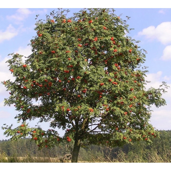 Okazały Jarząb Pospolity 12–14 cm – Dorodna Sadzonka do Ogrodu, Odbiór Osobisty