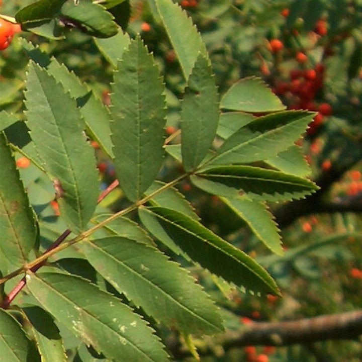 Jarząb pospolity 10–12 cm – zdrowa sadzonka ze szkółki, mrozoodporna i owocna