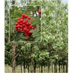 Jarząb mączny Sorbus aria sadzonka obw. 6-8 cm srebrzysta