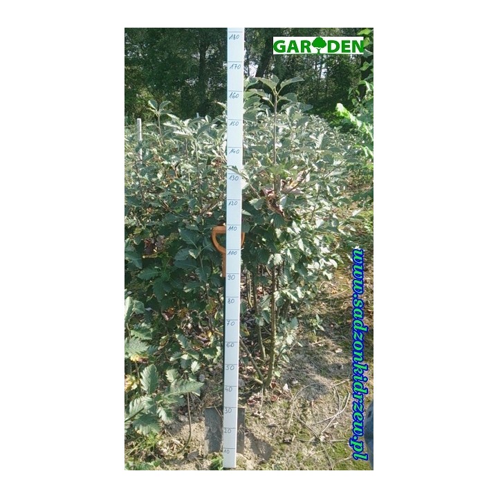 Jarząb mączny (Sorbus aria) sadzonka 6–8 cm | Mrozoodporna, do odbioru osobistego