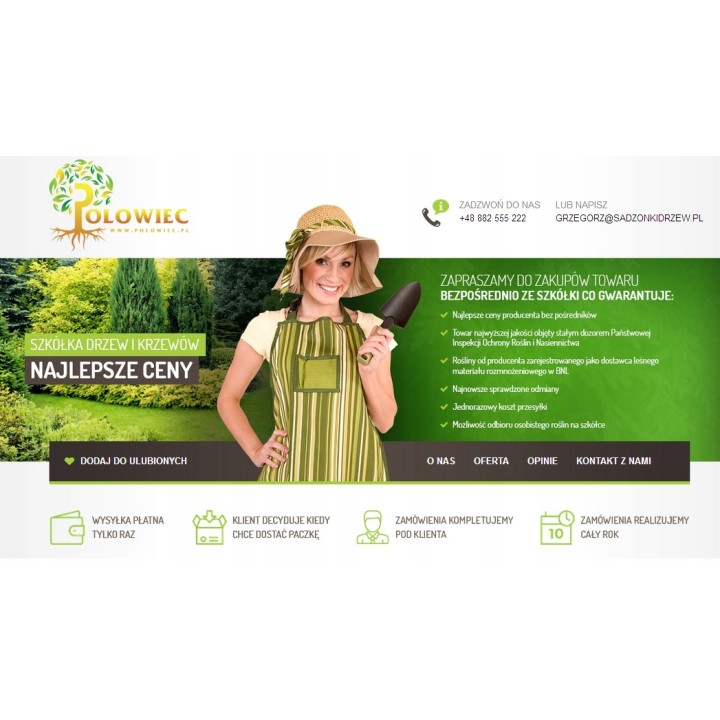 Jarząb mączny (Sorbus aria) sadzonka 6–8 cm | Mrozoodporna, do odbioru osobistego