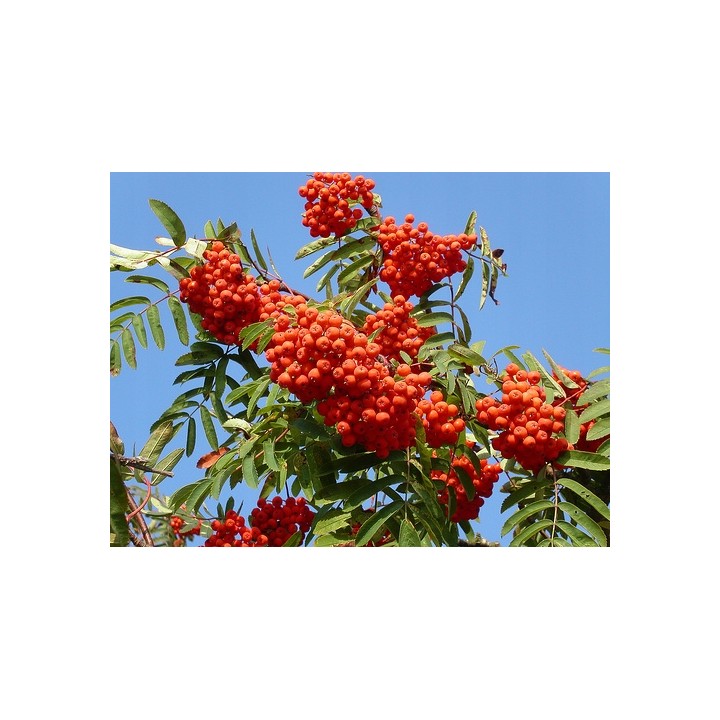 Jarząb pospolity – okazała sadzonka pnia 12–14 cm, mrozoodporna jarzębina (1 szt.)