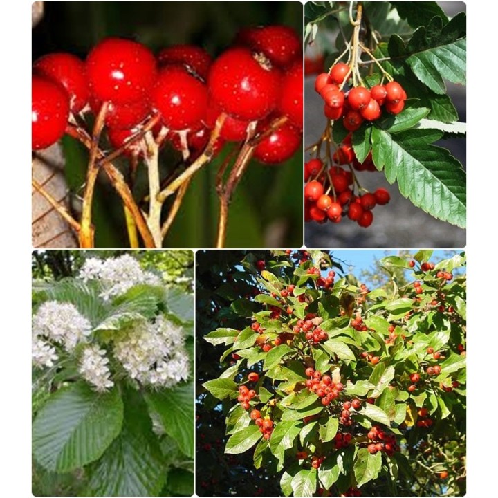 Jarząb mączny (Sorbus aria) sadzonka 6–8 cm | Mrozoodporna, do odbioru osobistego